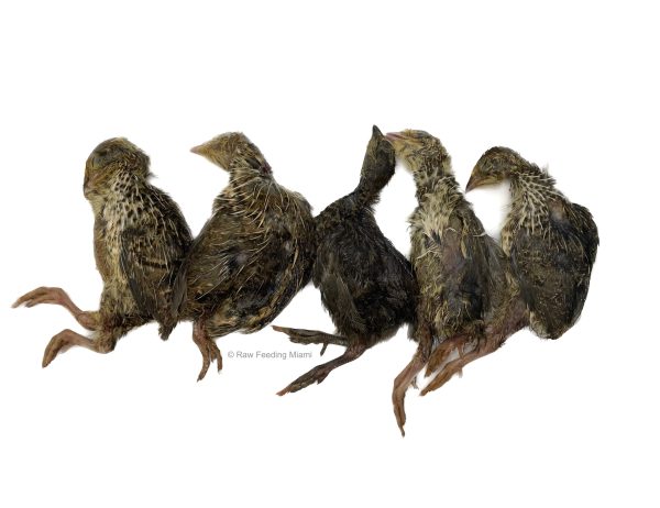 Whole Prey Quail - Small For Sale