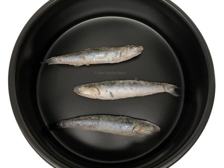 Anchovies Online Hot Sale