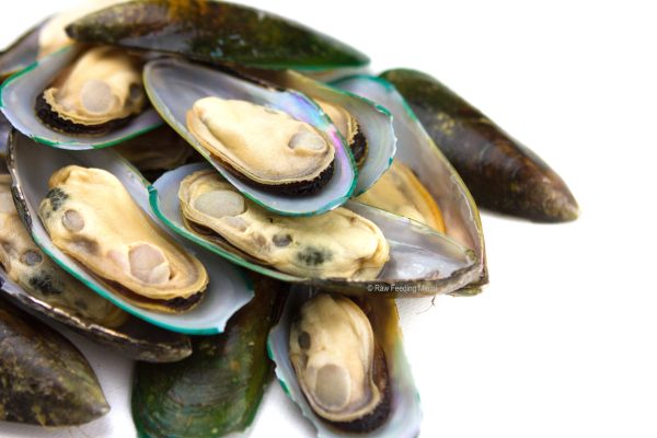 Green Lipped Mussels on Sale