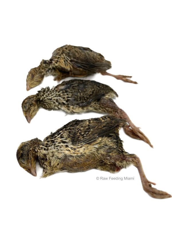 Whole Prey Quail - Small For Sale