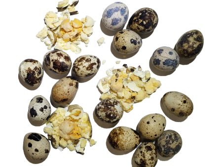 Freeze Dried Quail Eggs Online