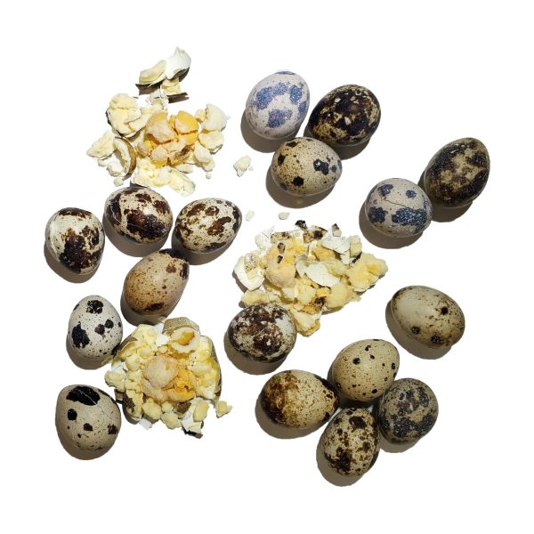 Freeze Dried Quail Eggs Online