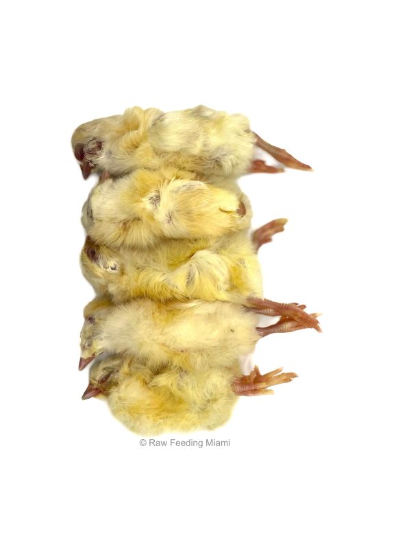 Whole Prey Chicks Hot on Sale